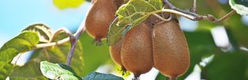 Image for Kiwifruit 