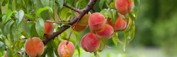 Image for Peaches