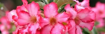 Image for Desert Roses