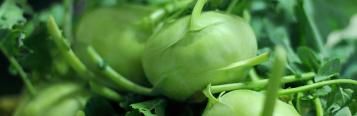 Image for Kohlrabi