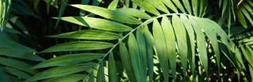 Image for Parlour palms
