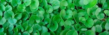 Image for Dichondra Repens