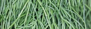 Image for Mistletoe Cactus