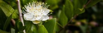 Image for Lemon Myrtle