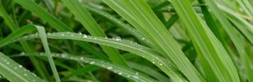Image for Lemongrass