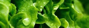 Image for Lettuce