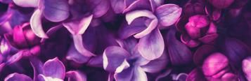 Image for Lilac