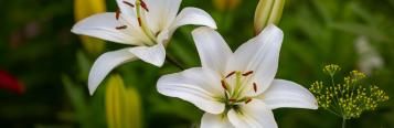 Image for Lilies