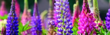 Image for Lupins (Lupinus)