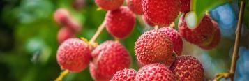 Image for Lychee