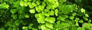 Image for Maidenhair Ferns