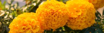 Image for Marigold