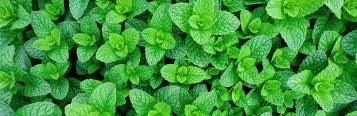 Image for Mint