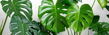 Image for How to grow Monstera