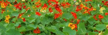 Image for Nasturtiums