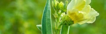 Image for Okra