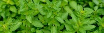 Image for Oregano