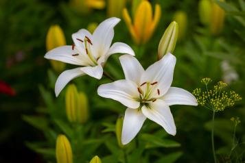 Image for Wie man Lilien (Lilium) pflanzt und pflegt