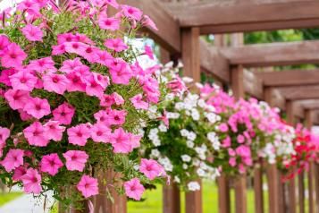 Image for Petunia