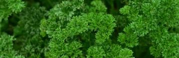 Image for Parsley