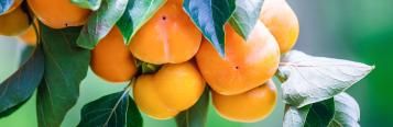 Image for Persimmon