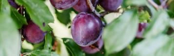 Image for Plum Trees