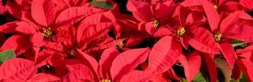 Image for Poinsettia