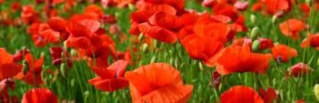 Image for Poppies