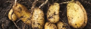 Image for How to grow potatoes in New Zealand