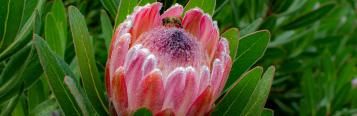 Image for Proteas