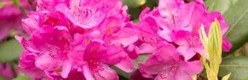 Image for Rhododendron 