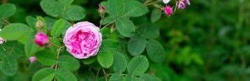 Image for Rose