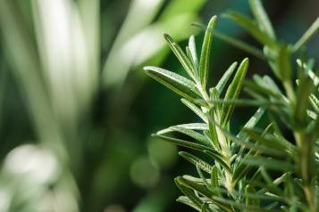 Image for Rosemary