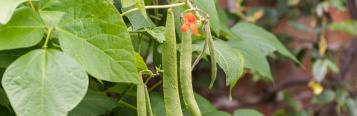 Image for Runner Beans