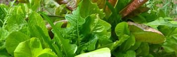 Image for Salad Greens