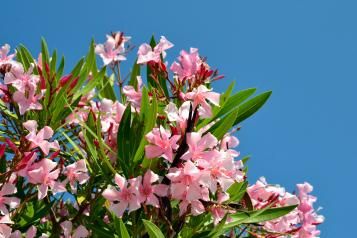 Image for Oleander  