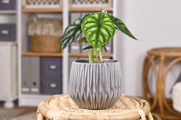 Image for Alokazje