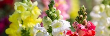 Image for Snapdragons
