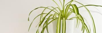 Image for Spider Plant