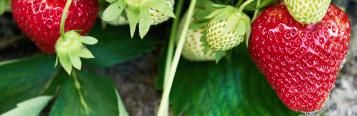 Image for Strawberry