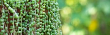 Image for String of Pearls