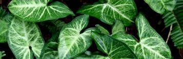 Image for Syngonium