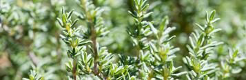 Image for Thyme