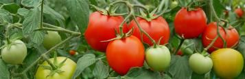 Image for Tomato