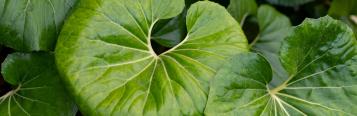 Image for Tractor Seat Plant