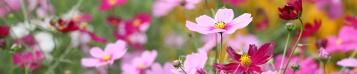 Image for Cosmos