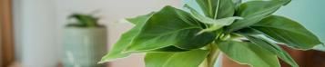 Image for How to grow banana plants inside