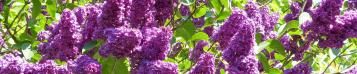 Image for Butterfly Bush (Buddleia davidii)