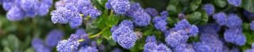 Image for Ceanothus