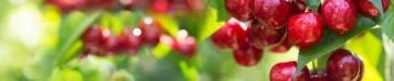 Image for Cherry (Prunus subg. Cerasus, Prunus sect. Microcerasus)